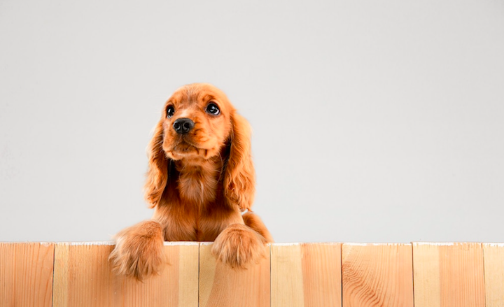 Home Remodeling and Pets: Tips to Ensure Their Safety and Comfort